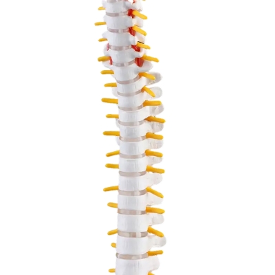 Подвесная гибкая анатомическая модель позвоночника человека Anatom 45 см-6
