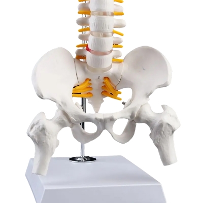 Подвесная гибкая анатомическая модель позвоночника человека Anatom 45 см-5
