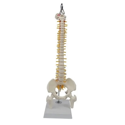 Подвесная гибкая анатомическая модель позвоночника человека Anatom 45 см-1
