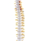Подвесная гибкая анатомическая модель позвоночника человека Anatom 45 см